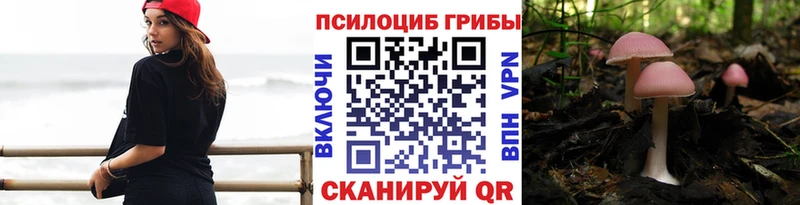 Купить  Чегем  Псилоцибиновые грибы прущие грибы 